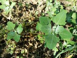 Plancia ëd Chenopodium opulifolium Schrader