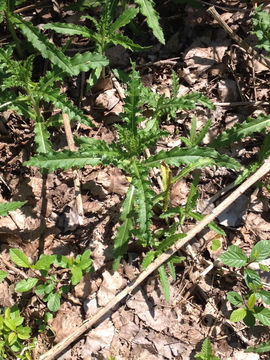 Image of <i>Cirsium arvense</i>