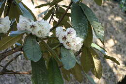 Image of Rhododendron grande Wight