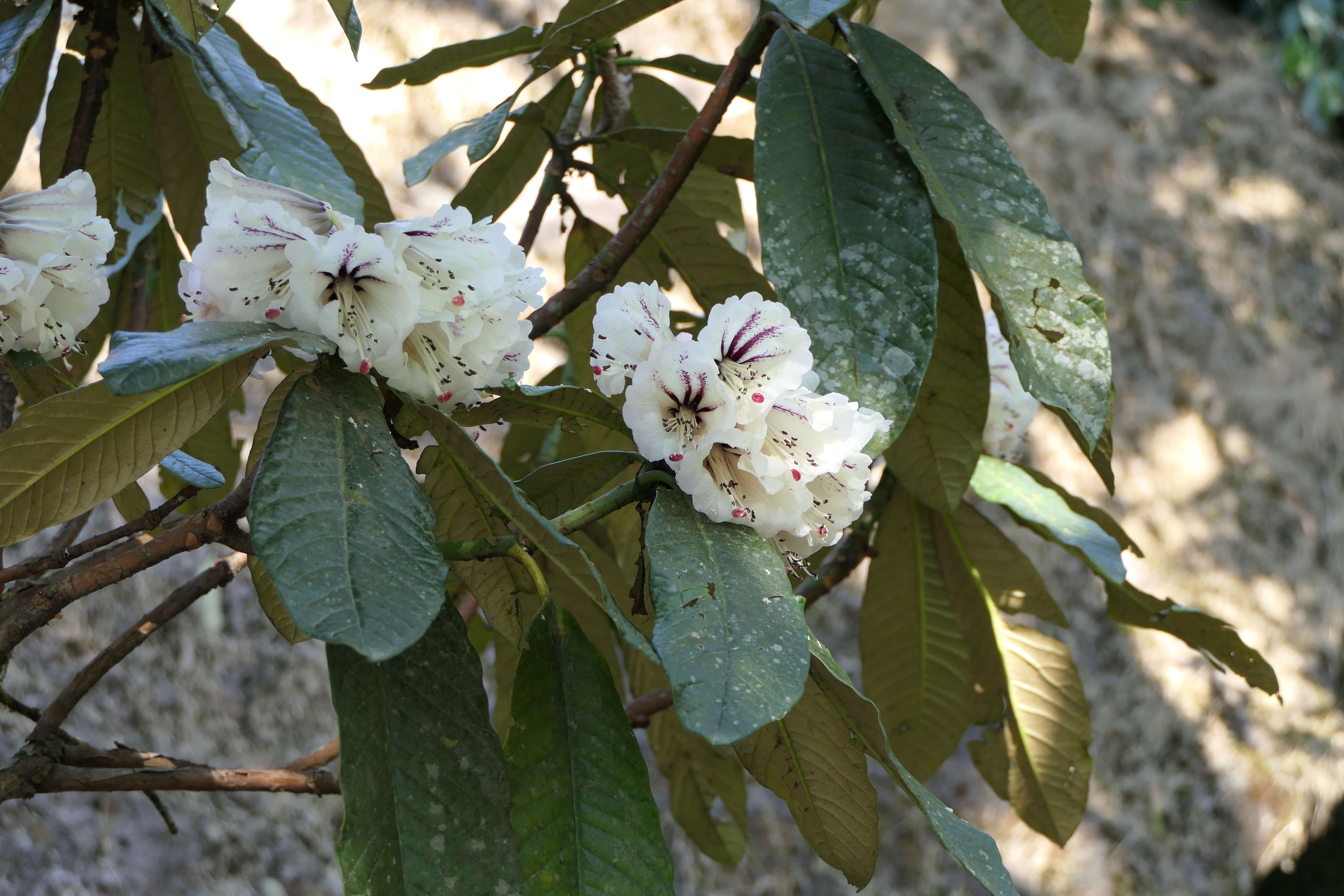 Imagem de Rhododendron grande Wight