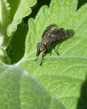 Image of Fly