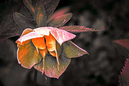 Image of Hellebore