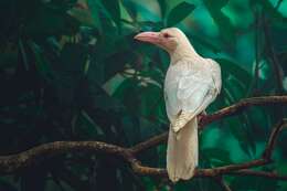 Image of Large-billed Crow