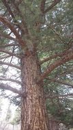 Image of <i>Pseudotsuga menziesii glauca</i>