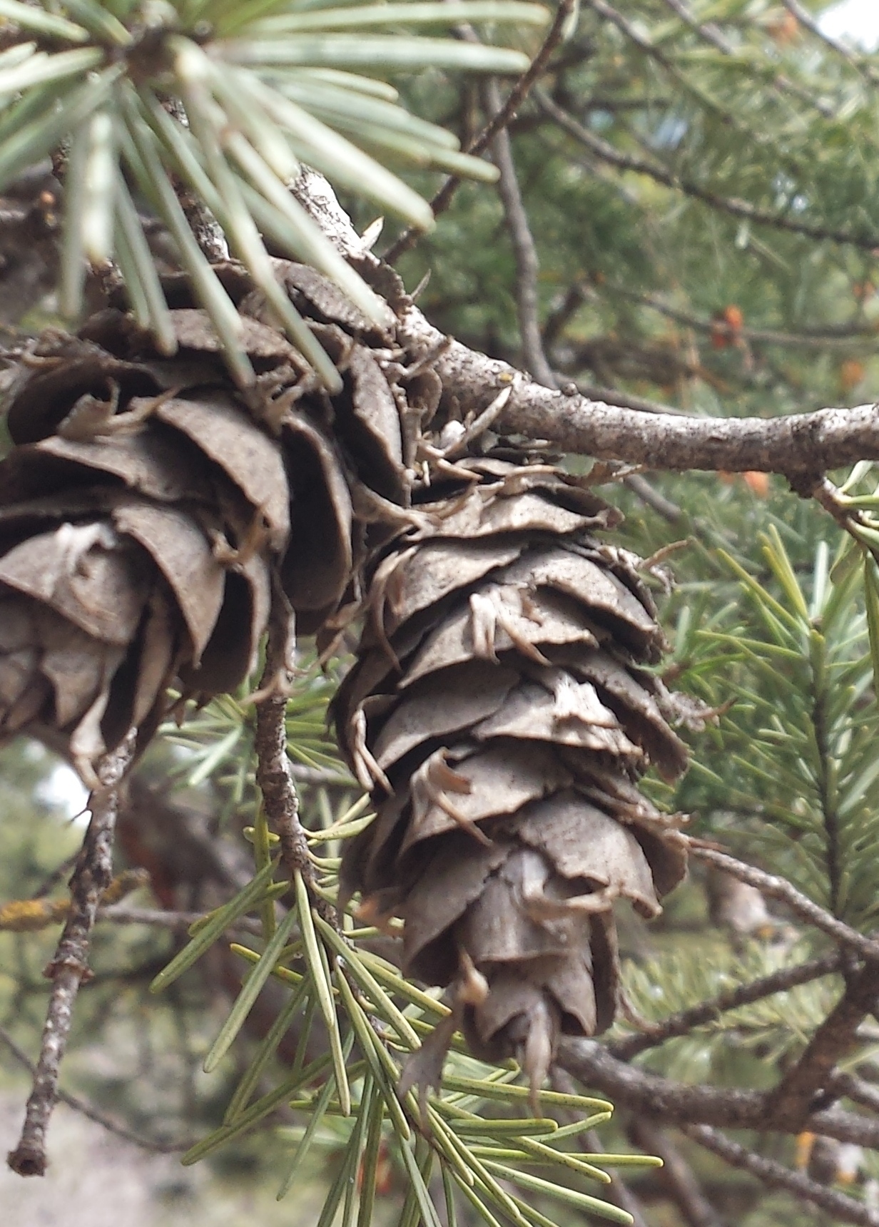 Image of <i>Pseudotsuga menziesii glauca</i>