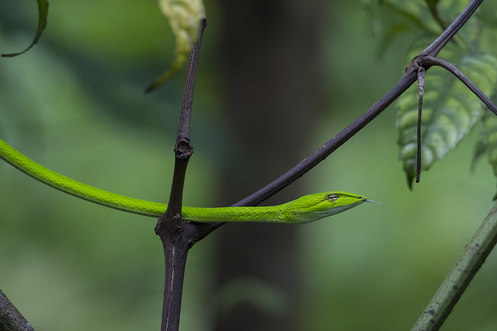 Asian Vine Snake Encyclopedia Of Life