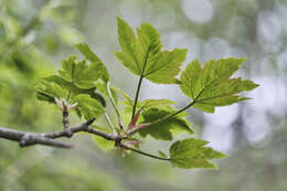 Imagem de Acer pseudoplatanus L.