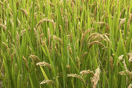 Oryza sativa japonica resmi