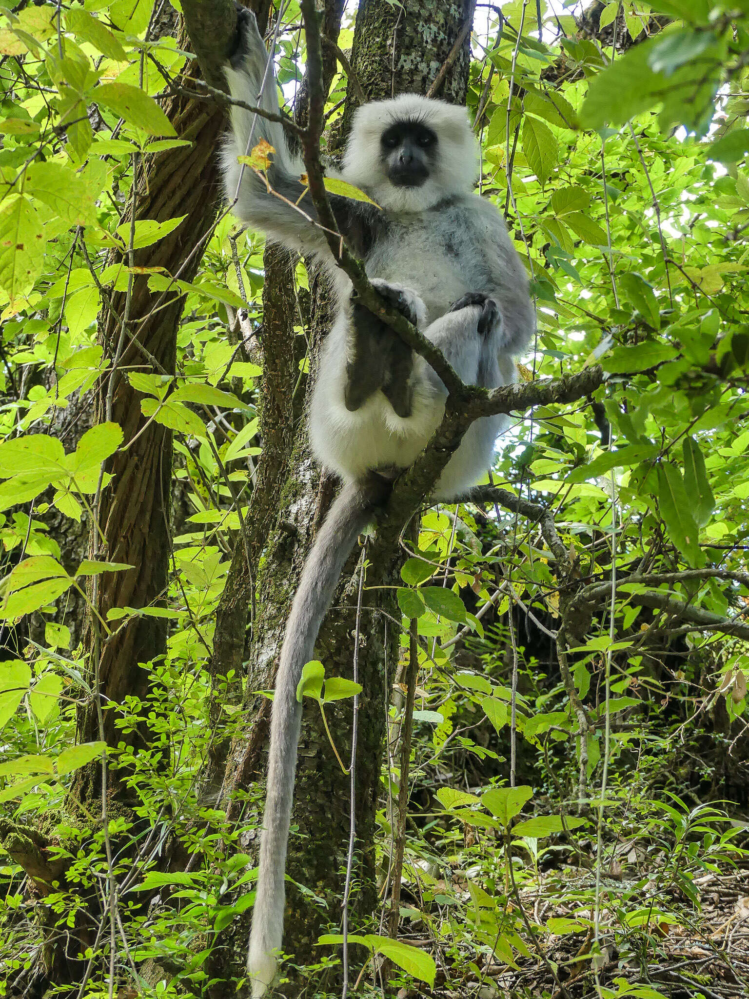 Image of Gray Langur