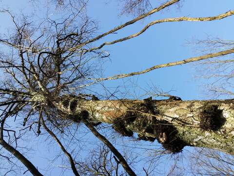 Image of Eurasian elm