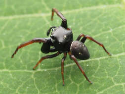 Image of Zygoballus sexpunctatus (Hentz 1845)