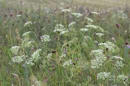 Image of longleaf