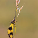 Image of An Owlfly