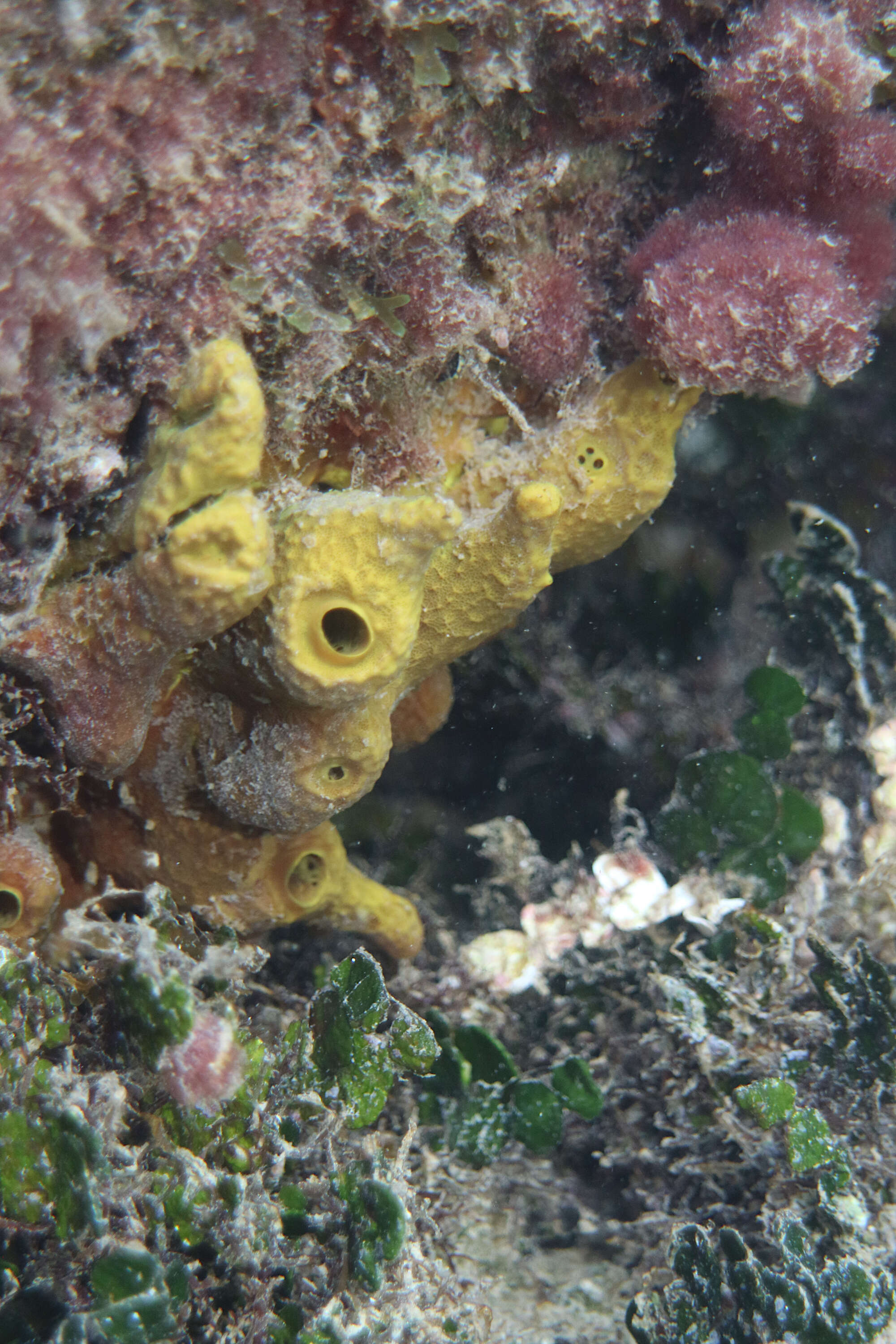 Image of aureate sponge