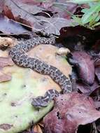 Image of Querétaro dusky rattlesnake