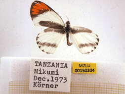 Image of Colotis euippe (Linnaeus 1758)