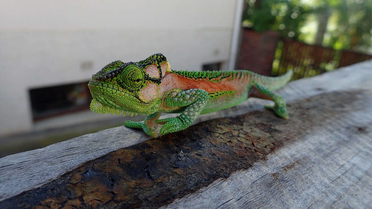 Image of Knysna dwarf chameleon