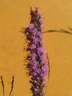 Image of <i>Liatris punctata mucronata</i>