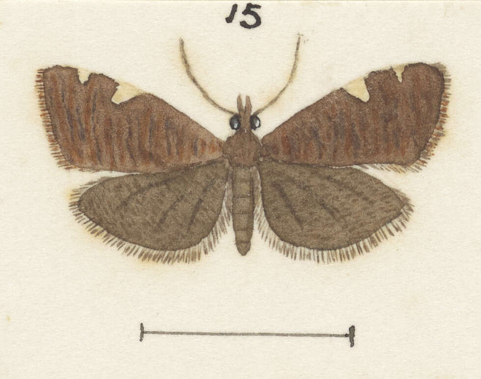 Image of Catamacta gavisana Walker 1863