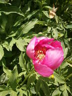 Image of Paeonia officinalis subsp. arietina (G. Anderson) N. G. Passal.