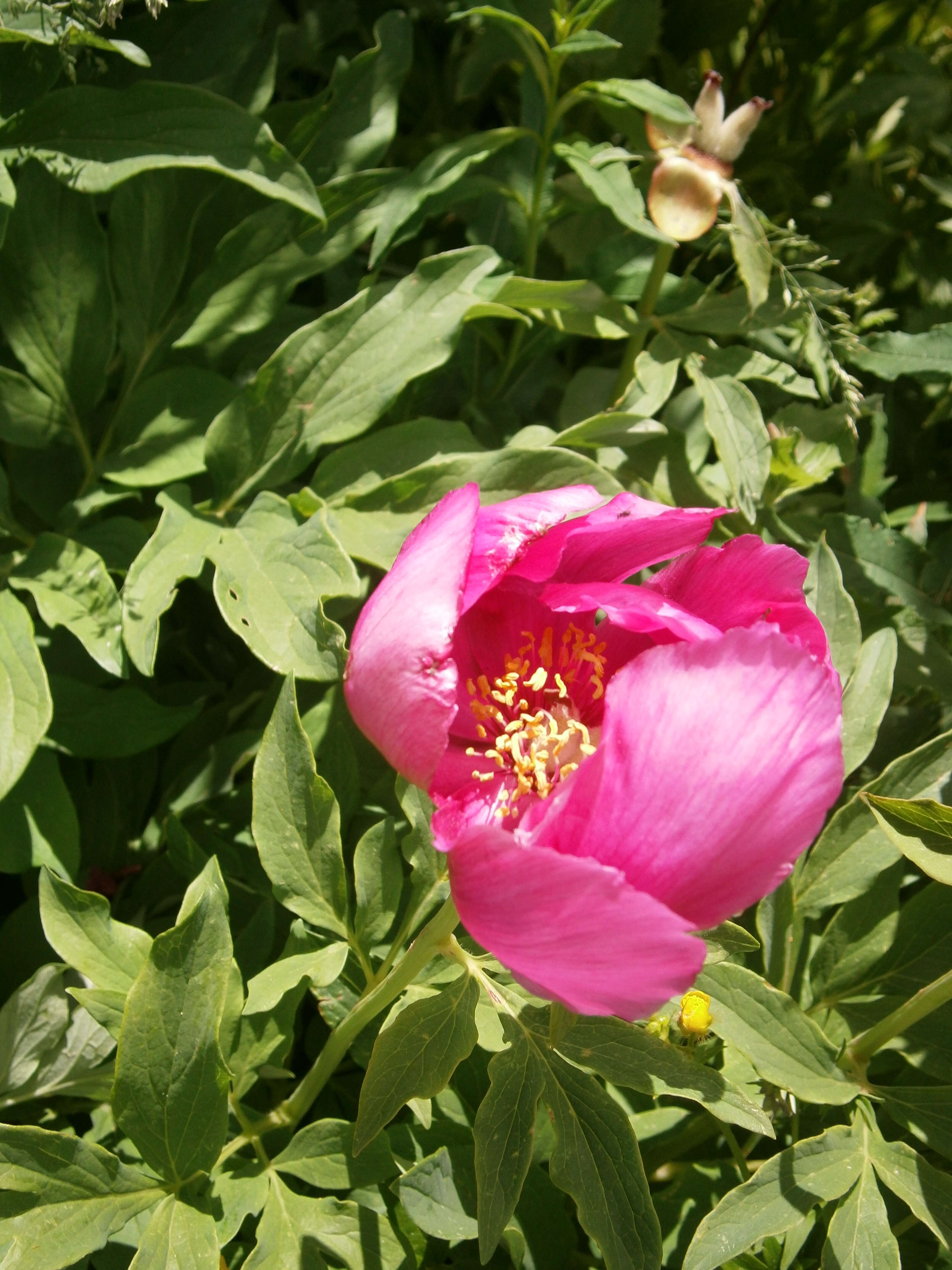Image of Paeonia officinalis subsp. arietina (G. Anderson) N. G. Passal.