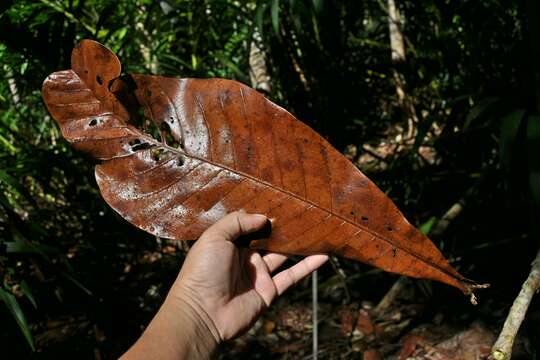 Image of Campnosperma auriculatum (Bl.) Hook. fil.