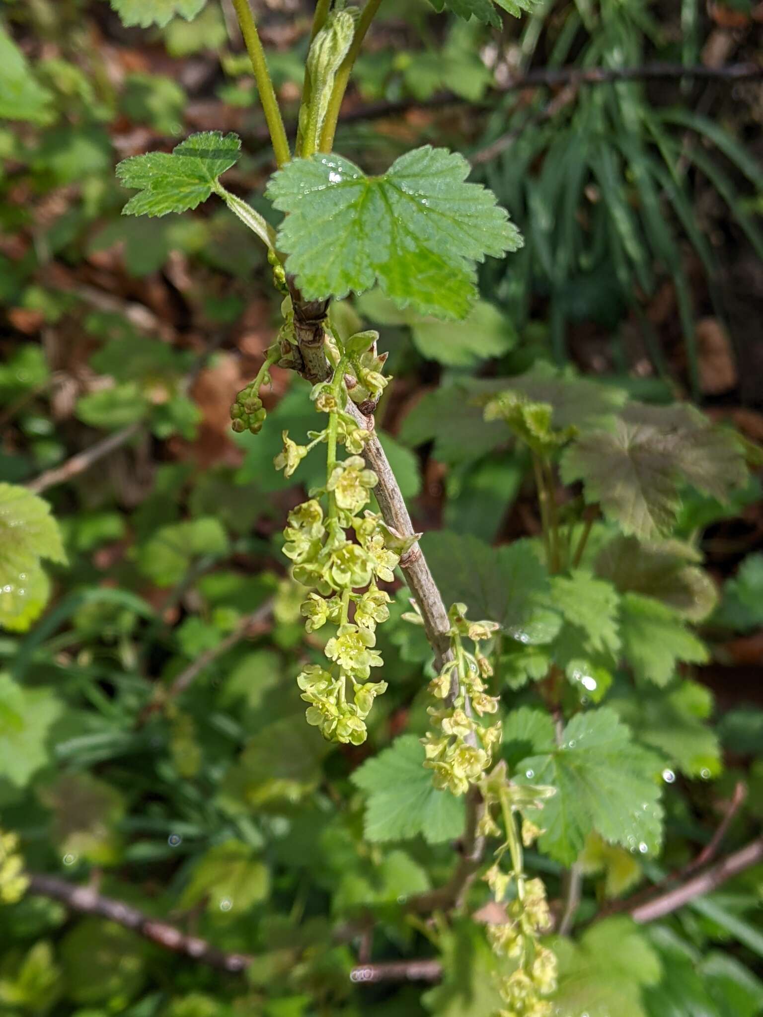 Image of Red Currant