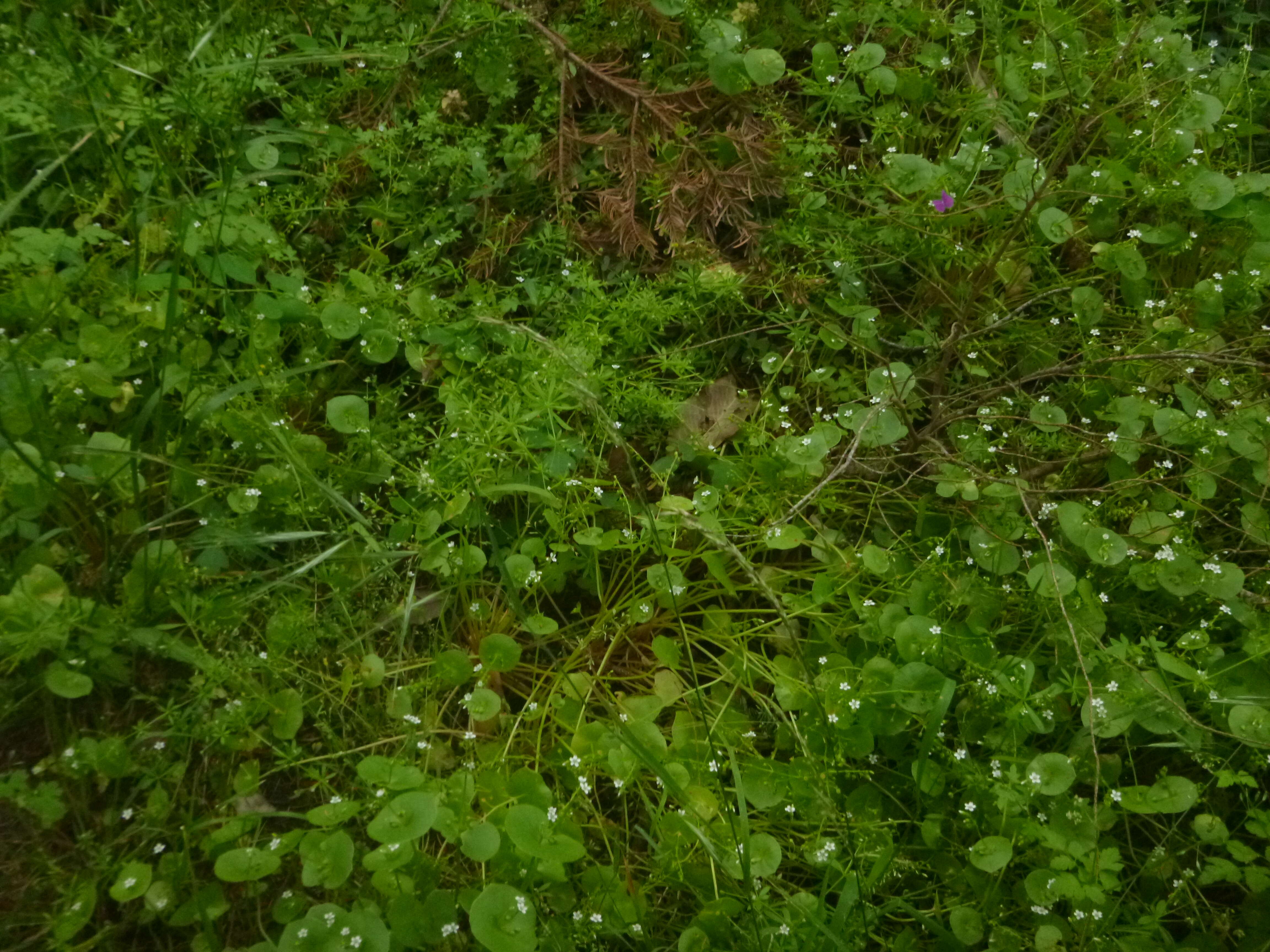 Image of Indian lettuce