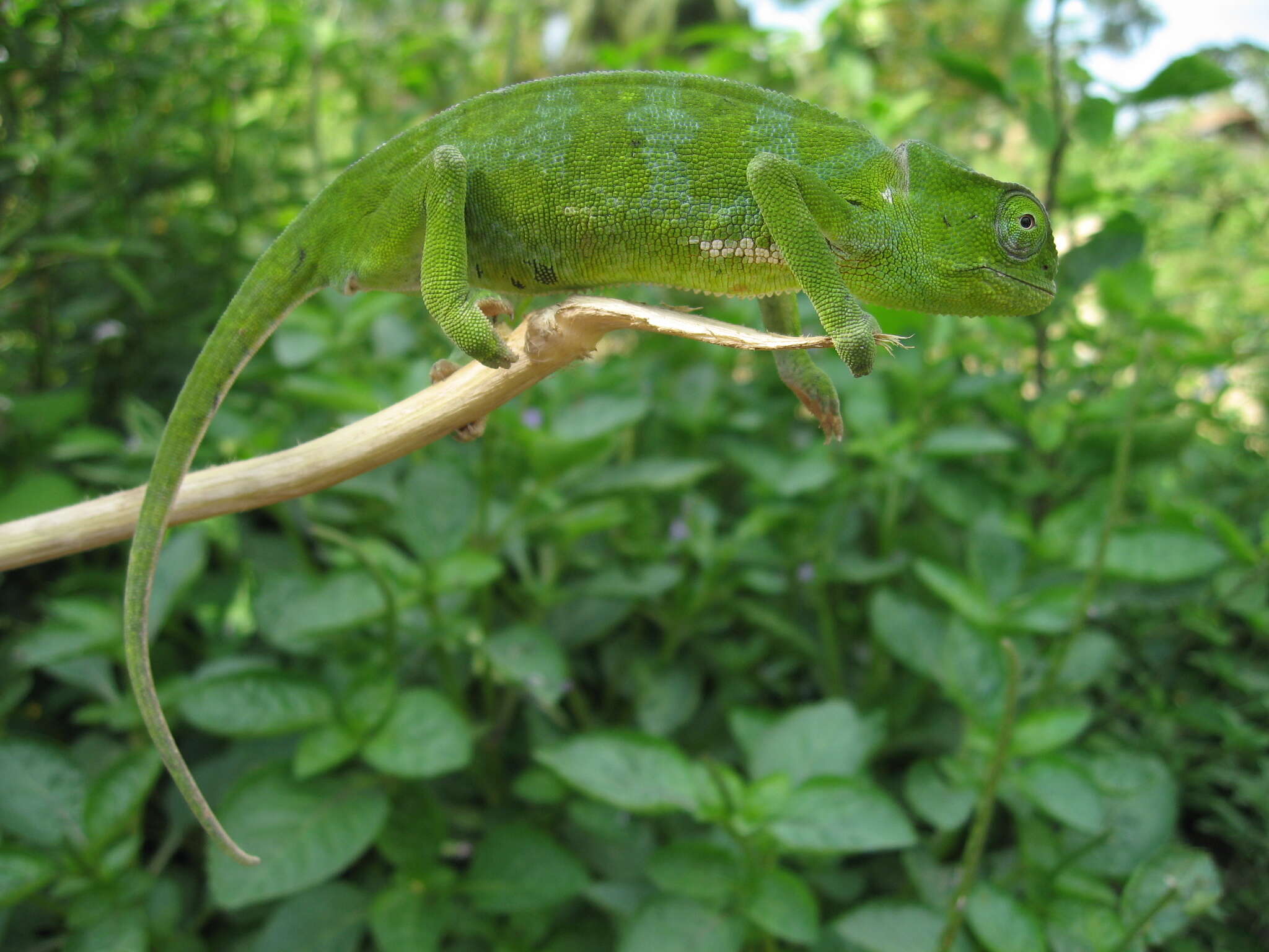 Image of Graceful Chameleon