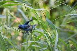 Image of Indigo Bunting