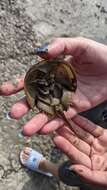 Image of Horseshoe Crab