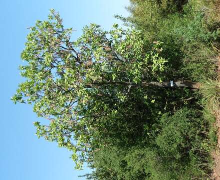 Image of Broad-leaved beechwood