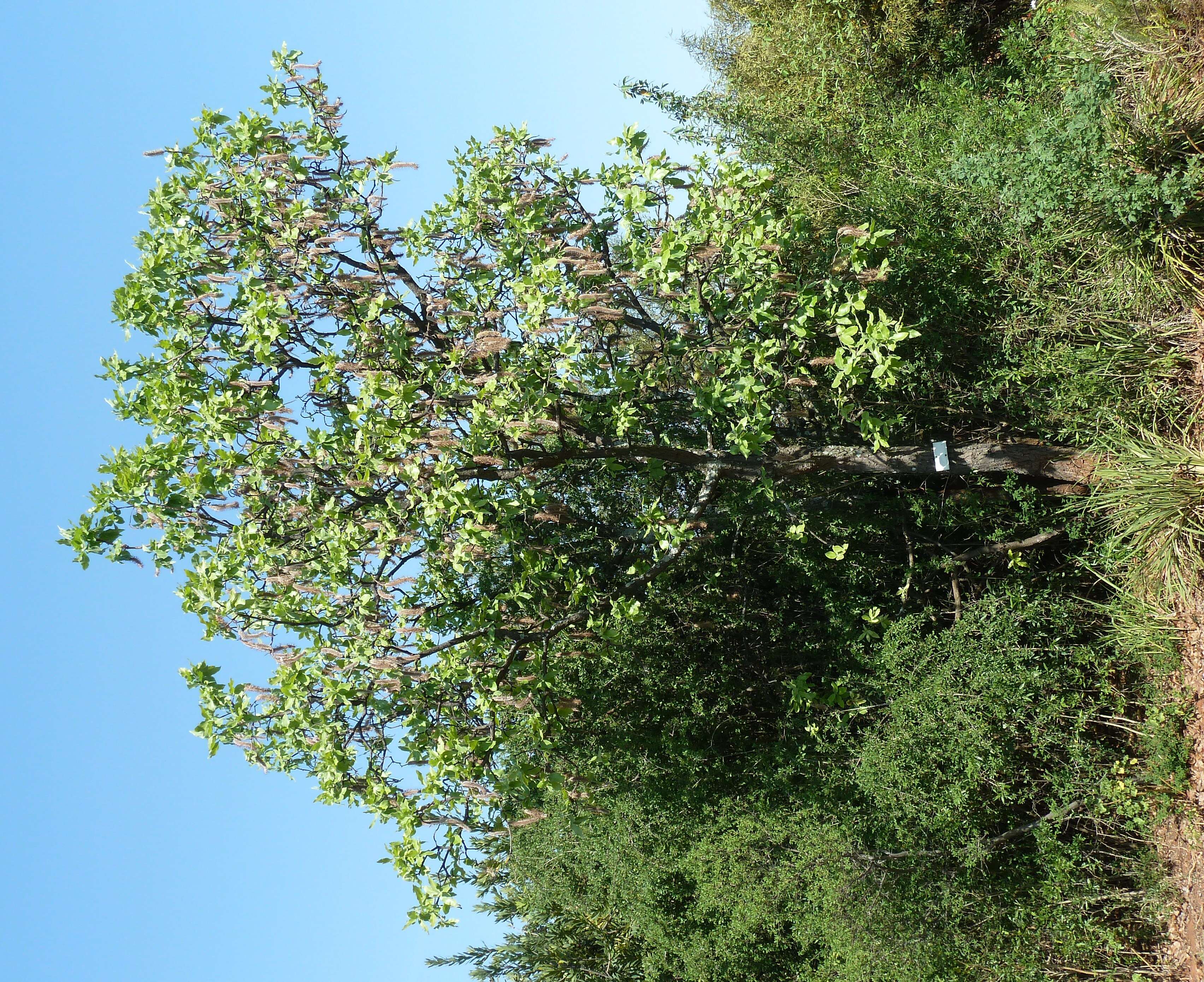 Image of Broad-leave beech