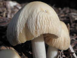 Image of Wrinkled Fieldcap