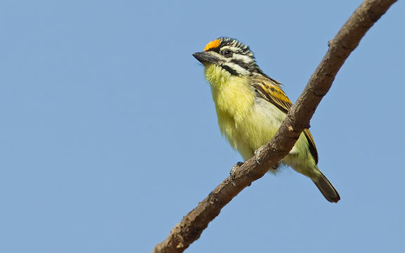 Image of Yellow-fronted Tinkerbird