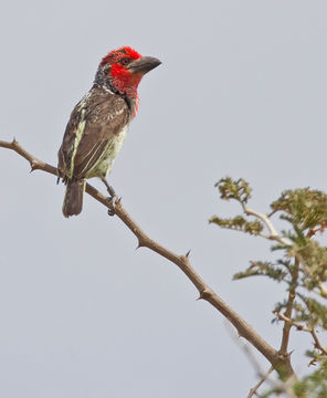 18.https www inaturalist org photos 1939269.580x360