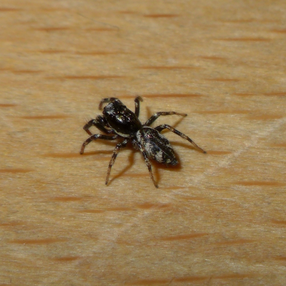 zebra spider pictures