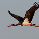 Image of Black stork