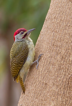 18.https www inaturalist org photos 1939785.580x360