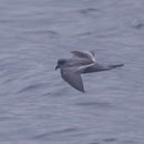 Image of Fork-tailed storm petrel
