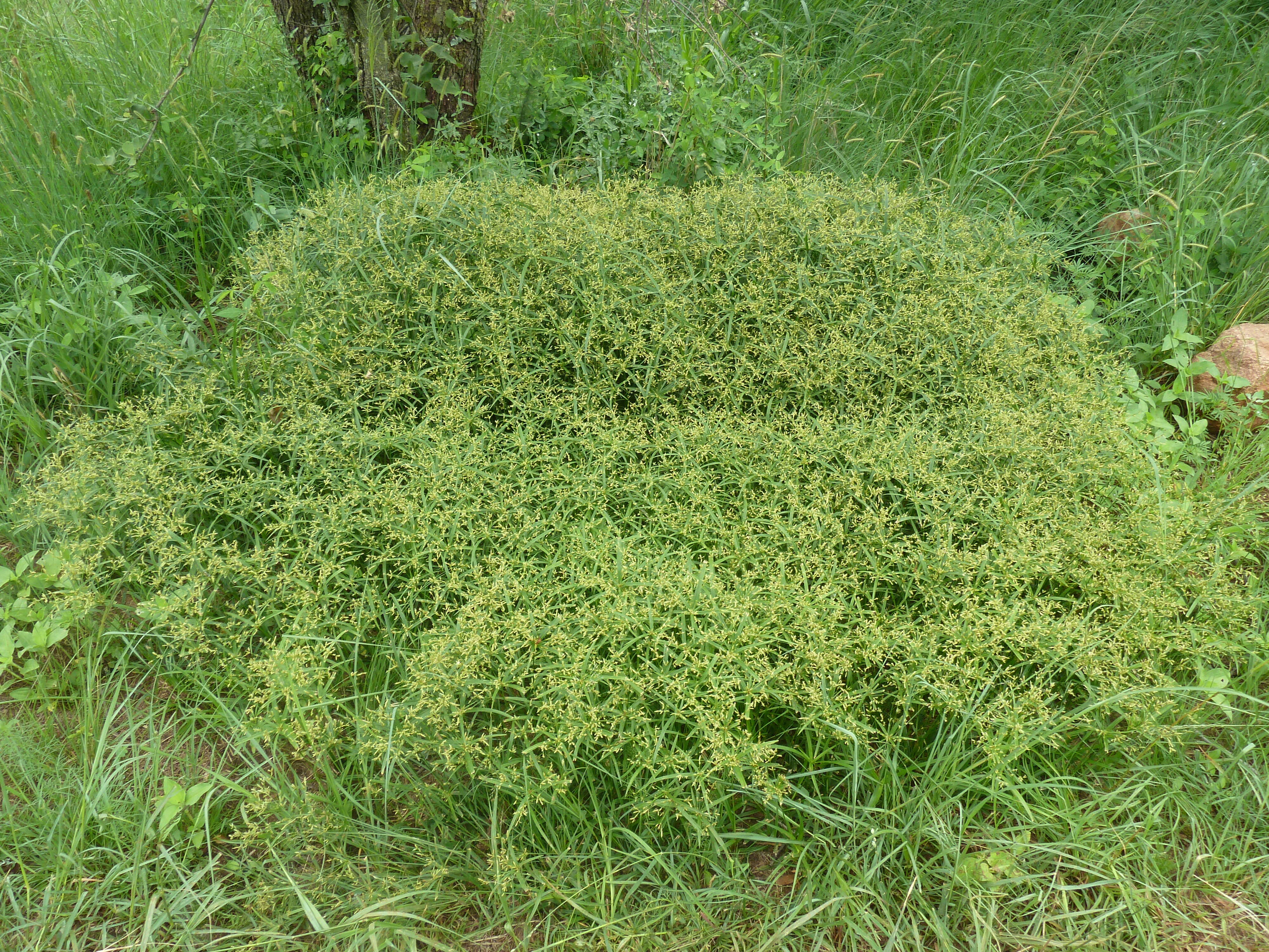 Image of Cyperus albostriatus Schrad.