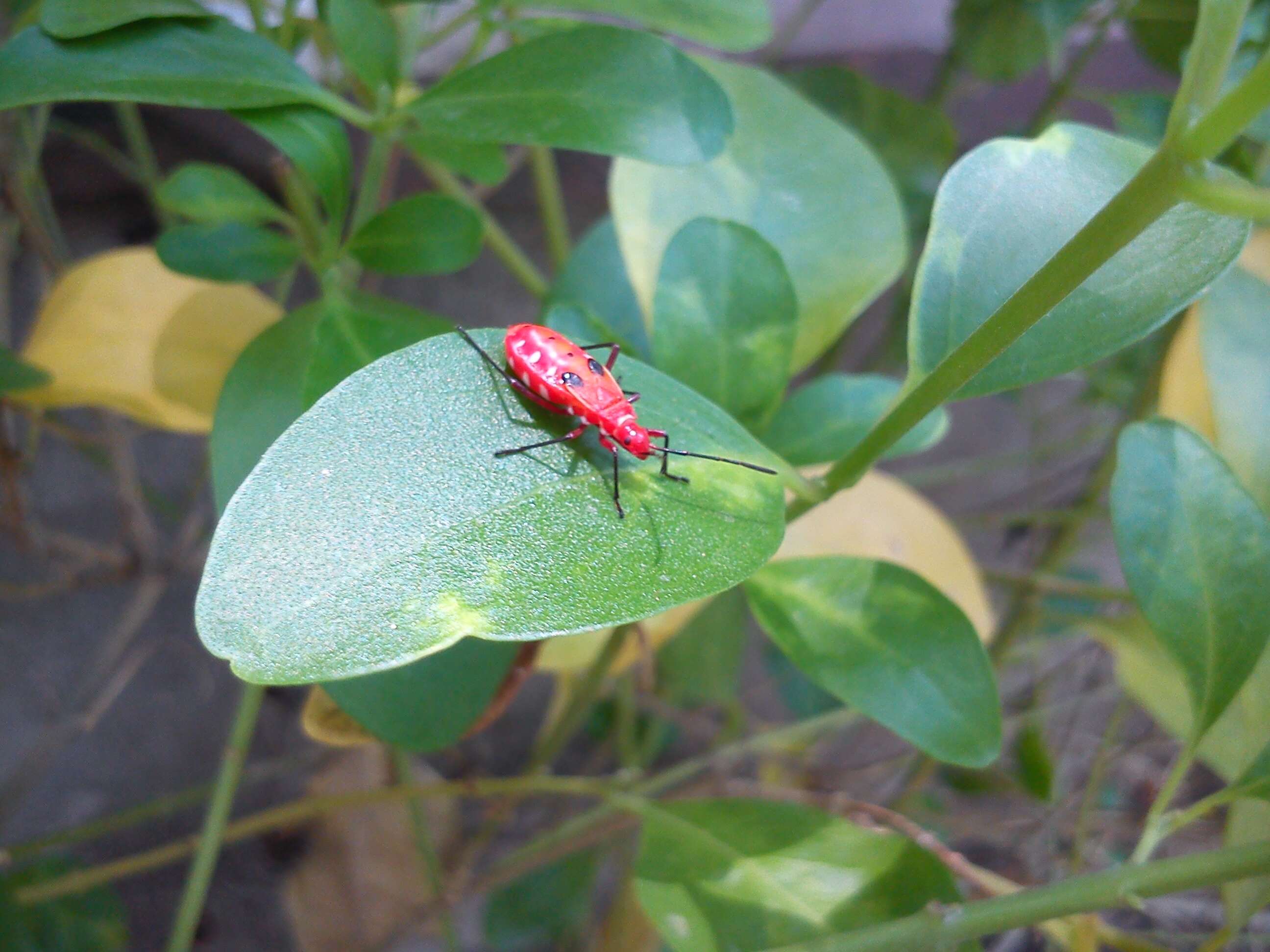 Image of Cotton Stainers (several spp.)