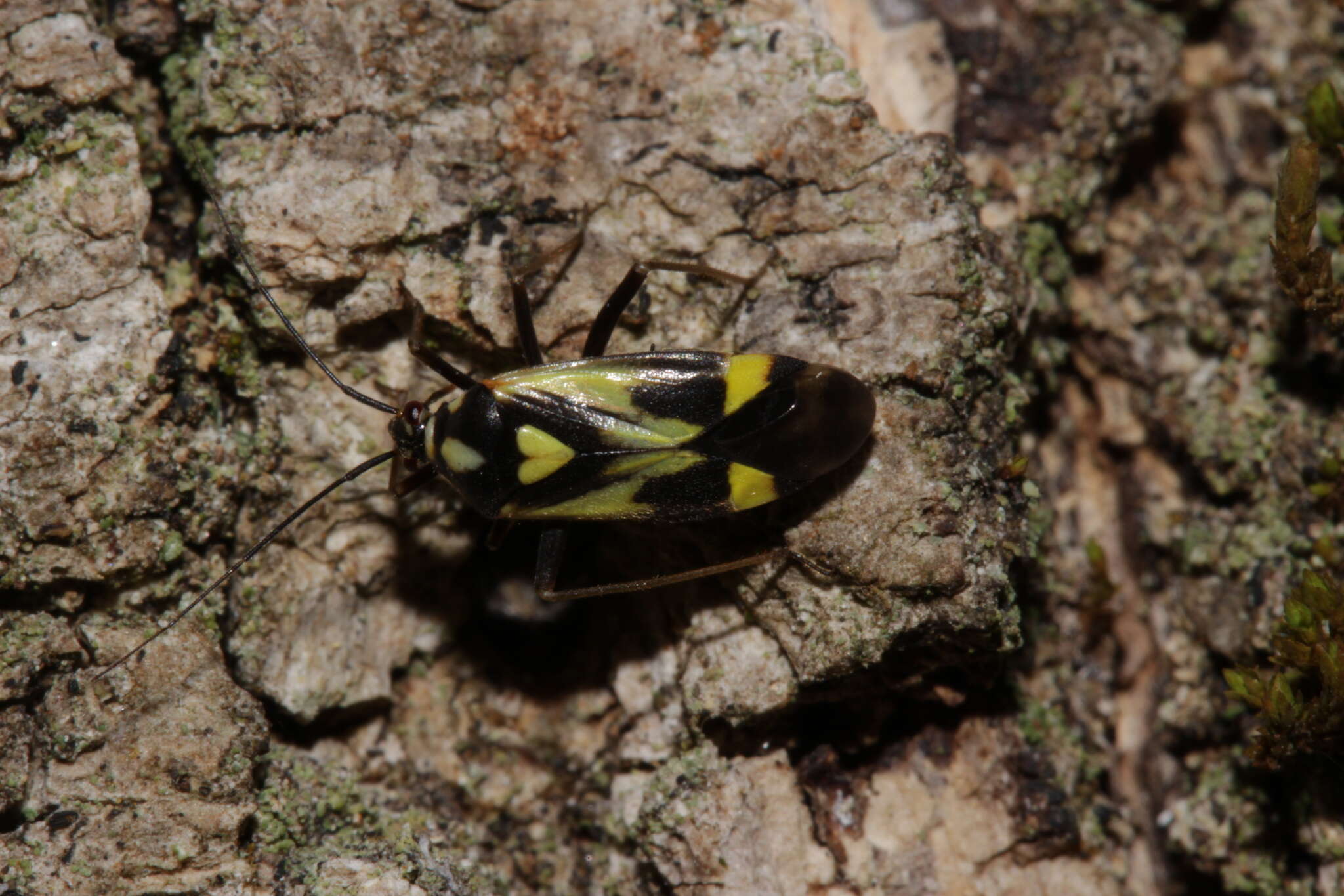 Image of Grypocoris sexguttatus (Fabricius 1777)