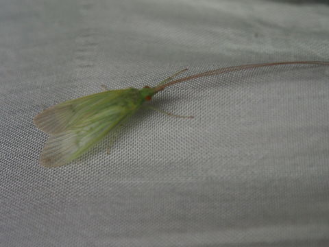 18.https www inaturalist org photos 1941299.580x360