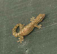 Image of Common Smooth-Scaled Gecko