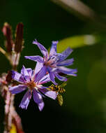 Image de Cicerbita alpina (L.) Wallr.