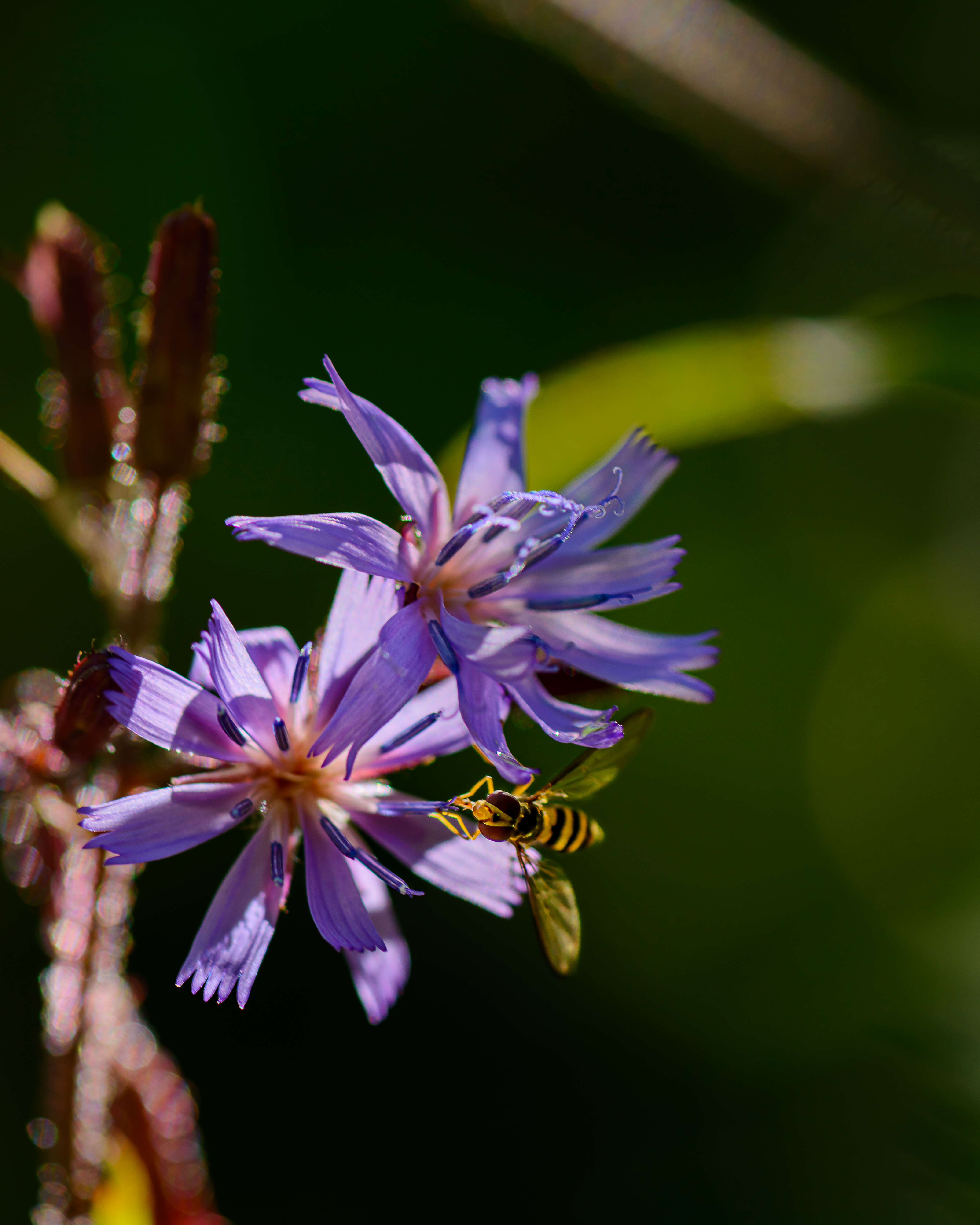 Image de Cicerbita alpina (L.) Wallr.