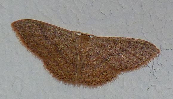 Image of Common Tan Wave