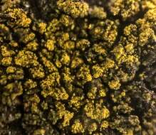 Image of eggyolk lichen