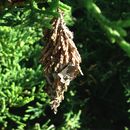 Image of Evergreen Bagworm Moth